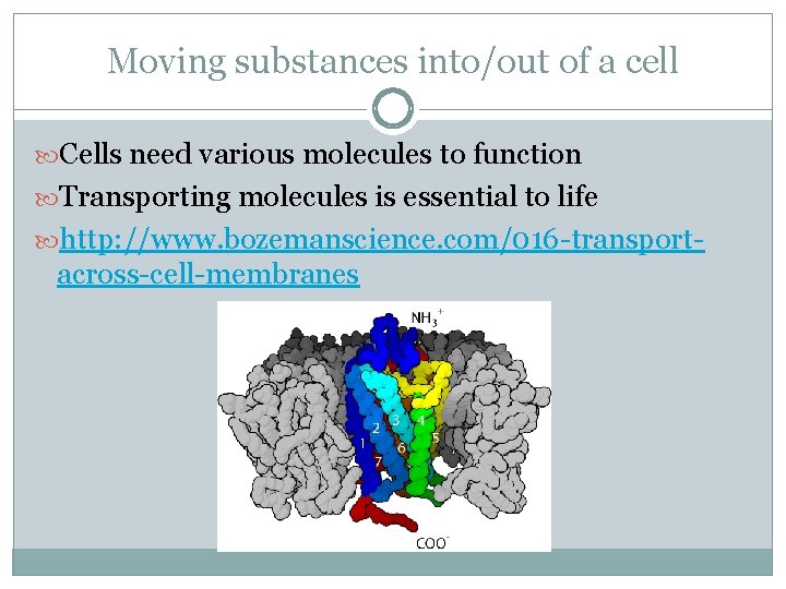 Moving substances into/out of a cell Cells need various molecules to function Transporting molecules