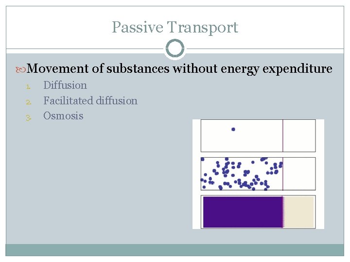 Passive Transport Movement of substances without energy expenditure 1. 2. 3. Diffusion Facilitated diffusion