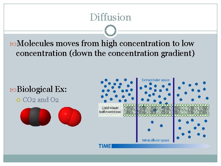 Diffusion Molecules moves from high concentration to low concentration (down the concentration gradient) Biological