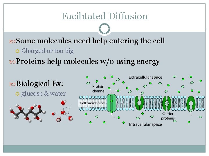 Facilitated Diffusion Some molecules need help entering the cell Charged or too big Proteins