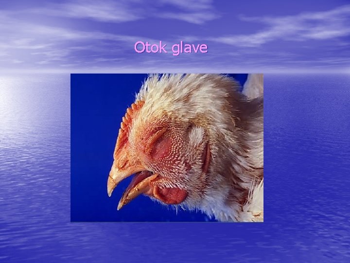 Otok glave 