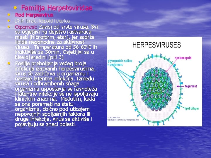  • Familija Herpetoviridae • Rod Herpesvirus • DNK lanac, kapsid i peplos •