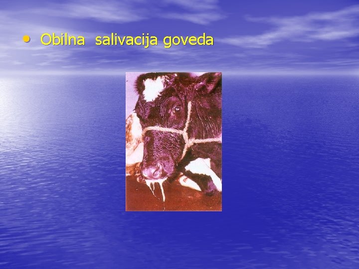  • Obilna salivacija goveda 
