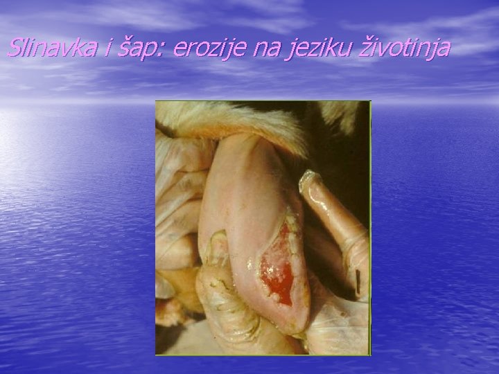 Slinavka i šap: erozije na jeziku životinja 