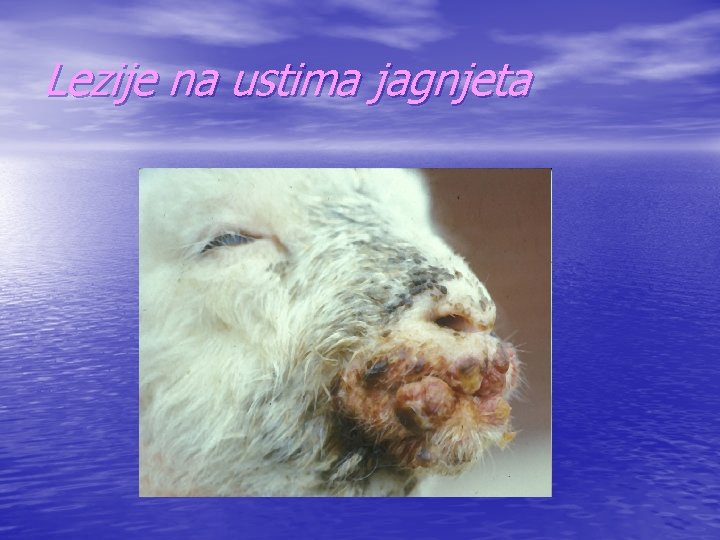 Lezije na ustima jagnjeta 