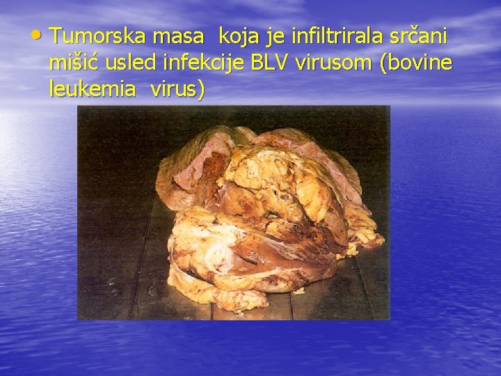  • Tumorska masa koja je infiltrirala srčani mišić usled infekcije BLV virusom (bovine
