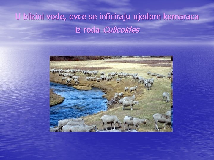 U blizini vode, ovce se inficiraju ujedom komaraca iz roda Culicoides 