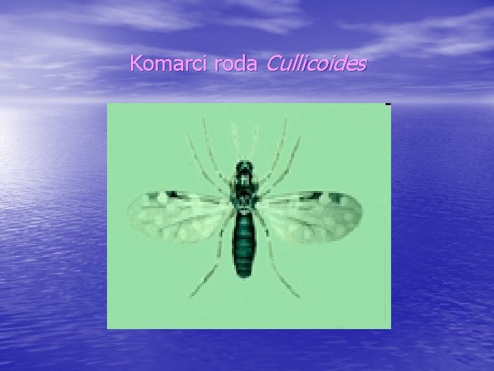 Komarci roda Cullicoides 