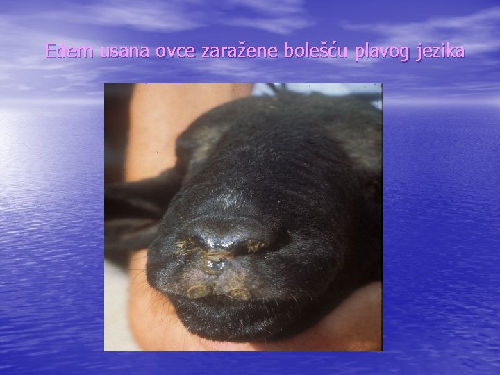 Edem usana ovce zaražene bolešću plavog jezika 