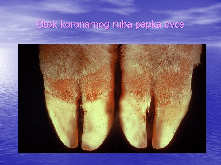Otok koronarnog ruba papka ovce 