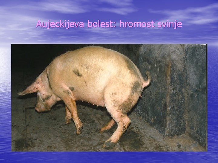 Aujeckijeva bolest: hromost svinje 