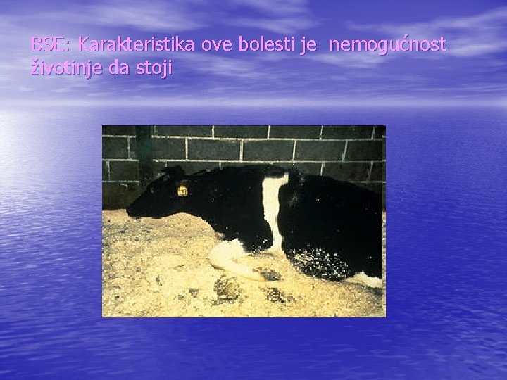 BSE: Karakteristika ove bolesti je nemogućnost životinje da stoji 