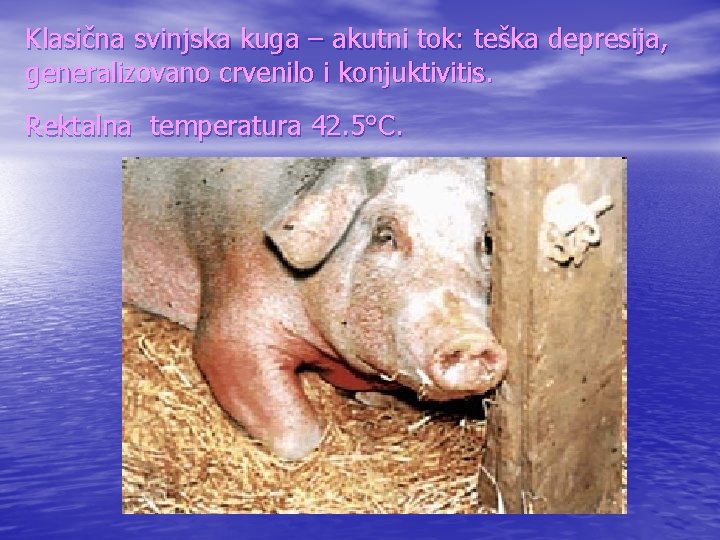 Klasična svinjska kuga – akutni tok: teška depresija, generalizovano crvenilo i konjuktivitis. Rektalna temperatura