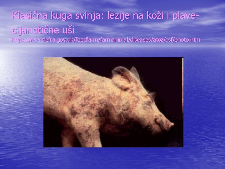 Klasična kuga svinja: lezije na koži i plavecijanotične uši http: //www. defra. gov. uk/foodfarm/farmanimal/diseases/atoz/csf/photo.