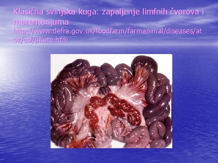 Klasična svinjska kuga: zapaljenje limfnih čvorova i mezenterijuma http: //www. defra. gov. uk/foodfarm/farmanimal/diseases/at oz/csf/photo.