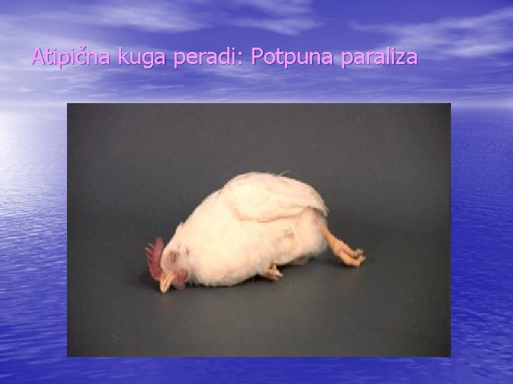 Atipična kuga peradi: Potpuna paraliza 