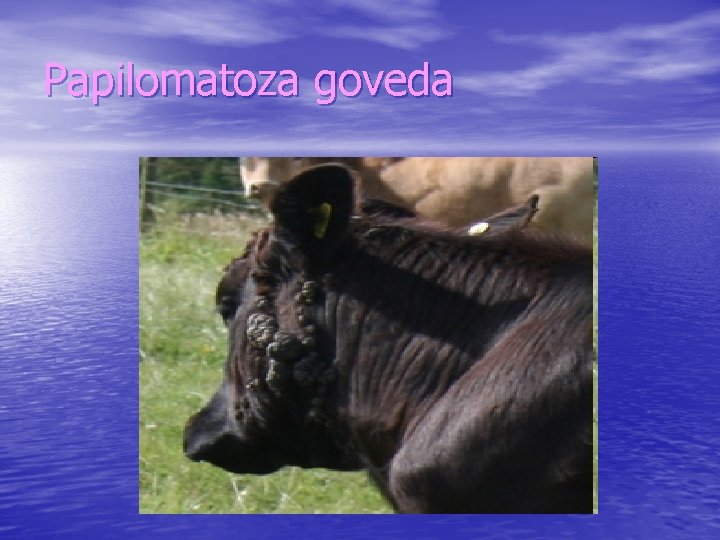 Papilomatoza goveda 