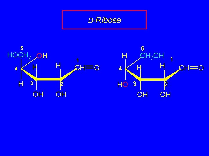 D-Ribose 5 HOCH 2 OH H 4 H 3 OH H 2 OH CH