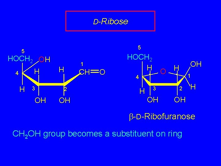 D-Ribose 5 5 HOCH 2 OH H 4 H 3 OH H 2 OH