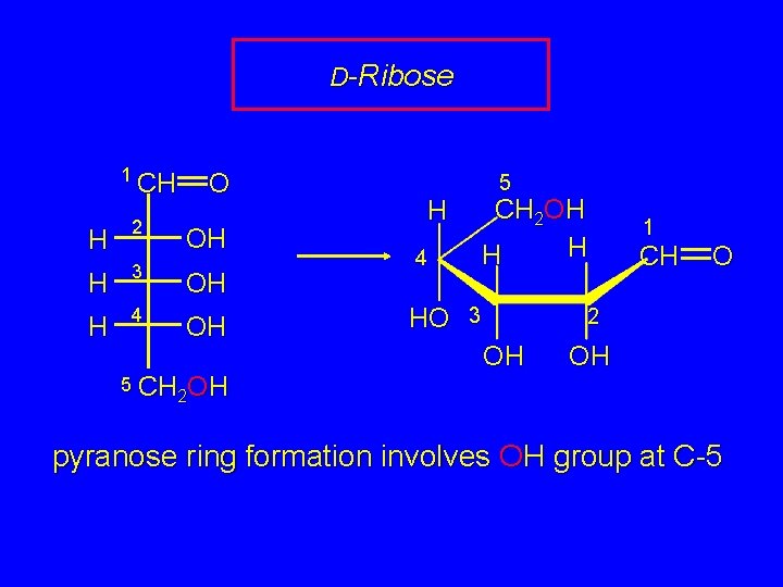 D-Ribose 1 CH O H 2 H 3 OH H 4 OH OH 5