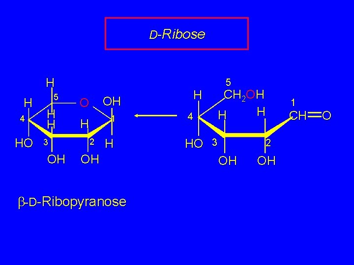 D-Ribose H H 4 HO 5 H H 3 OH O OH H 1