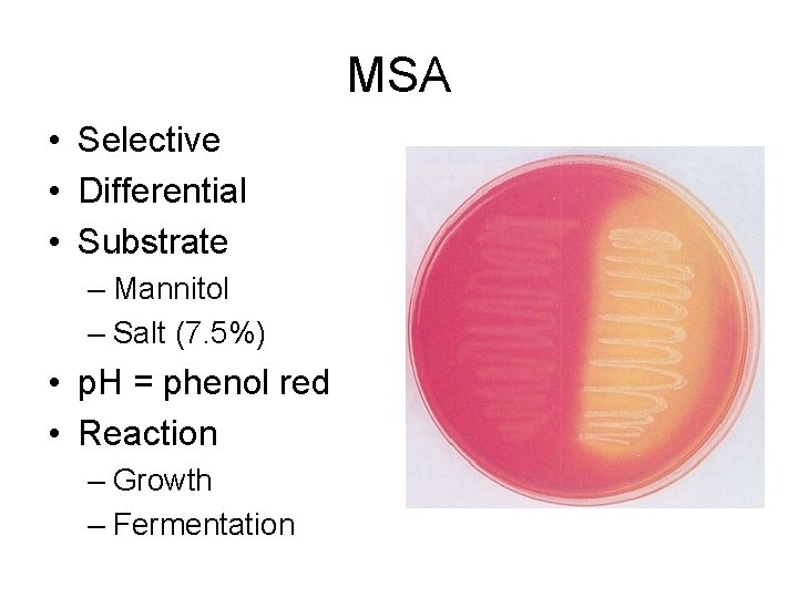 MSA • Selective • Differential • Substrate – Mannitol – Salt (7. 5%) •