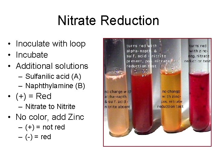 Nitrate Reduction • Inoculate with loop • Incubate • Additional solutions – Sulfanilic acid