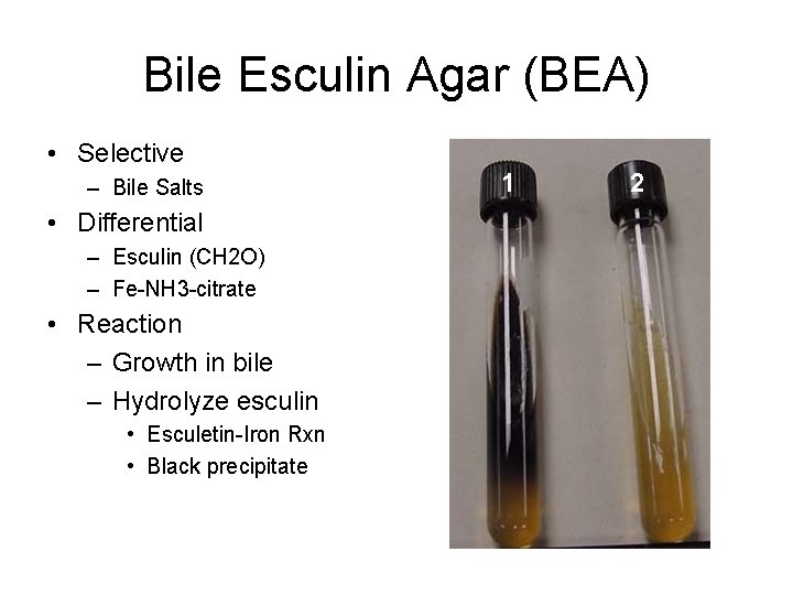 Bile Esculin Agar (BEA) • Selective – Bile Salts • Differential – Esculin (CH