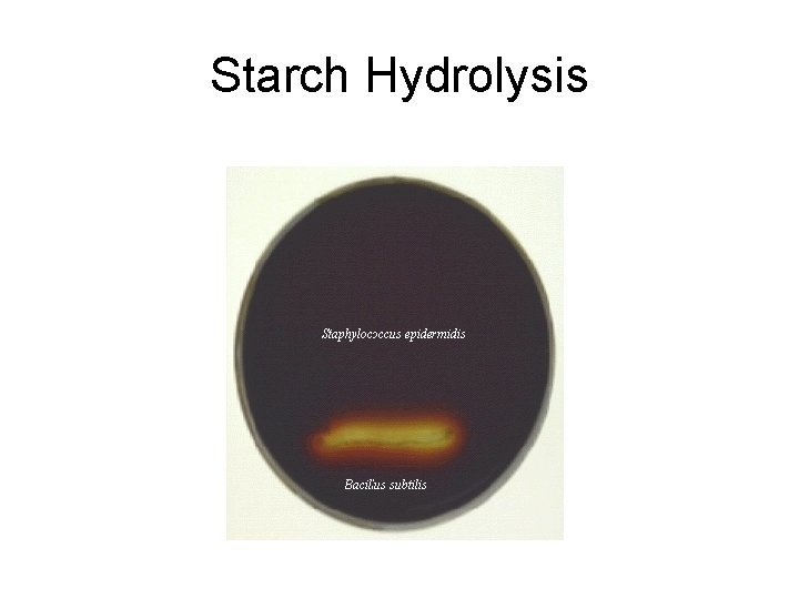 Starch Hydrolysis 