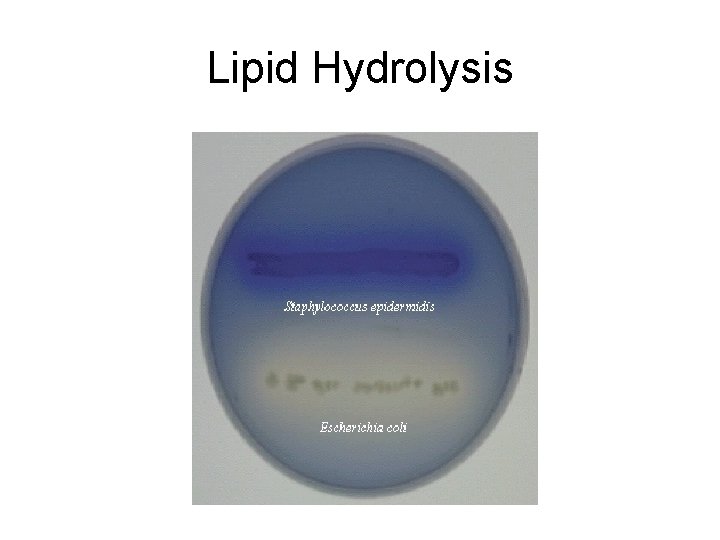 Lipid Hydrolysis 