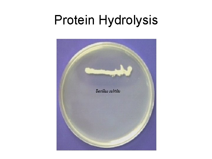 Protein Hydrolysis 