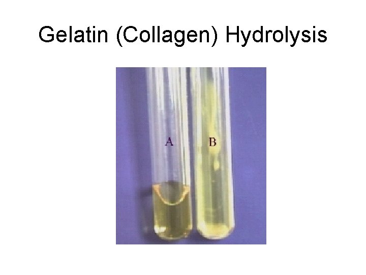 Gelatin (Collagen) Hydrolysis 