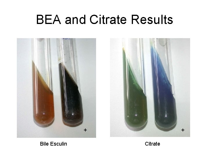 BEA and Citrate Results + Bile Esculin + Citrate 