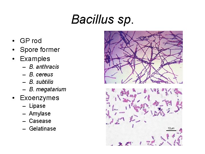 Bacillus sp. • GP rod • Spore former • Examples – – B. anthracis