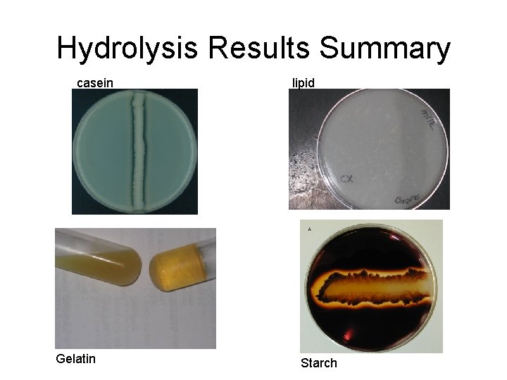 Hydrolysis Results Summary casein Gelatin lipid Starch 