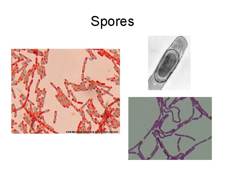 Spores 