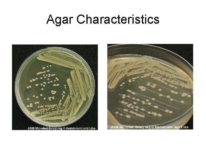 Agar Characteristics 