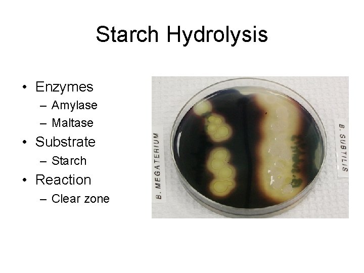 Starch Hydrolysis • Enzymes – Amylase – Maltase • Substrate – Starch • Reaction