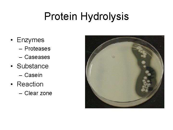 Protein Hydrolysis • Enzymes – Proteases – Caseases • Substance – Casein • Reaction