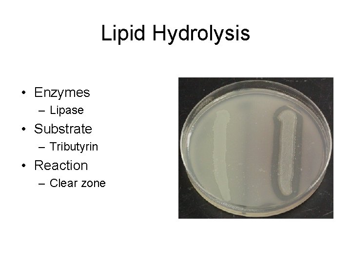 Lipid Hydrolysis • Enzymes – Lipase • Substrate – Tributyrin • Reaction – Clear