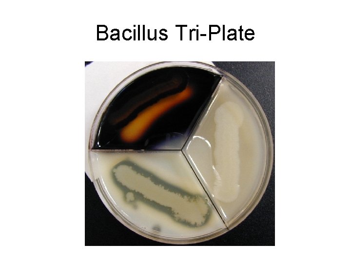 Bacillus Tri-Plate 