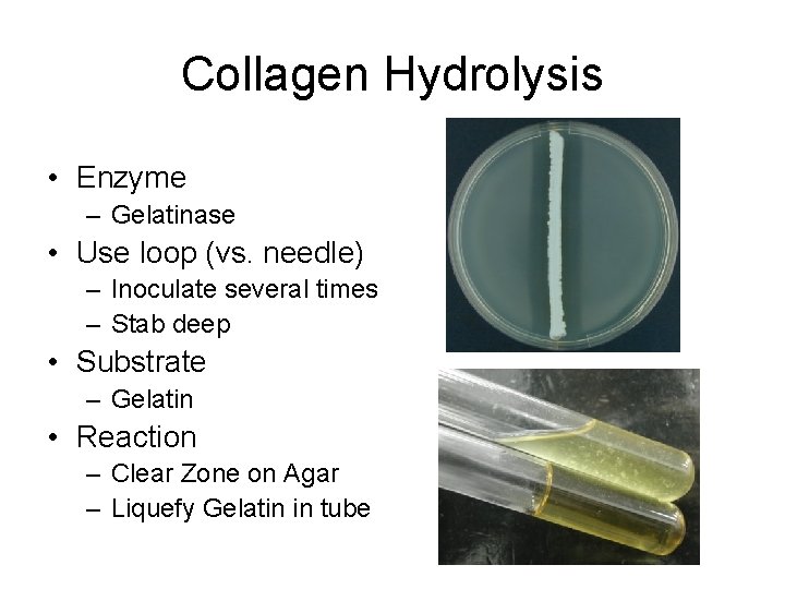 Collagen Hydrolysis • Enzyme – Gelatinase • Use loop (vs. needle) – Inoculate several