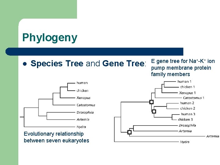 Phylogeny l Species Tree and Gene Tree: Evolutionary relationship between seven eukaryotes E gene