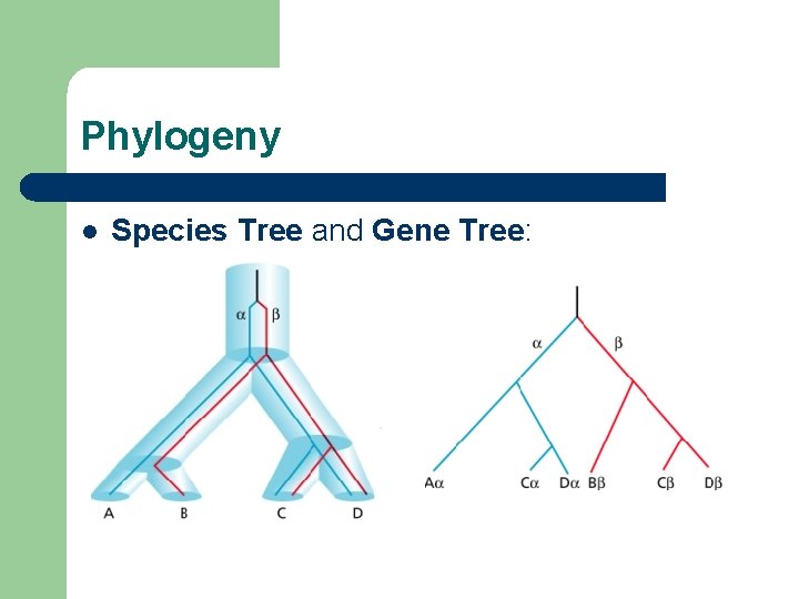 Phylogeny l Species Tree and Gene Tree: 