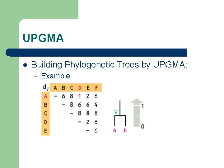 UPGMA l Building Phylogenetic Trees by UPGMA: – Example: 