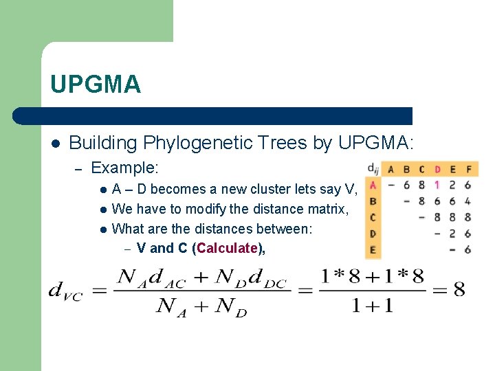 UPGMA l Building Phylogenetic Trees by UPGMA: – Example: l l l A –