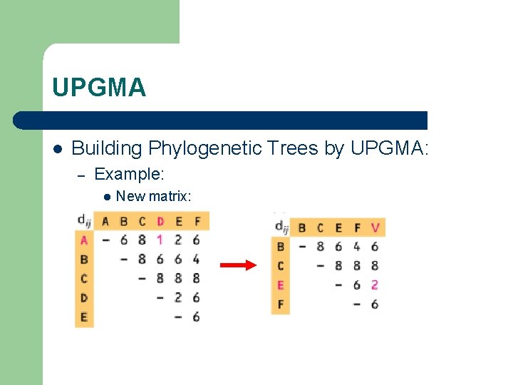 UPGMA l Building Phylogenetic Trees by UPGMA: – Example: l New matrix: 