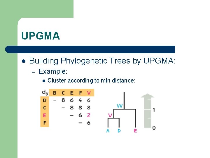 UPGMA l Building Phylogenetic Trees by UPGMA: – Example: l Cluster according to min