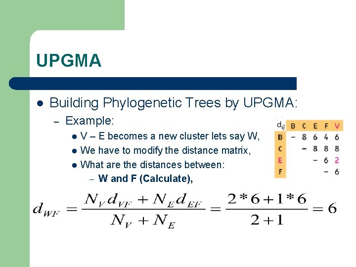 UPGMA l Building Phylogenetic Trees by UPGMA: – Example: l l l V –