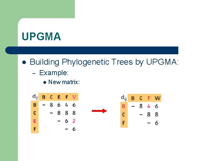 UPGMA l Building Phylogenetic Trees by UPGMA: – Example: l New matrix: 